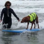 Best of Dog Surfing Rides 2010 Loews Dog Surf Contest