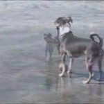 Coronado Dog Beach…Woof!