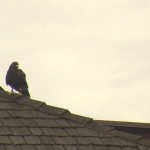 Falcons Intimidate Seagulls at Hotel del Coronado