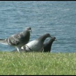 Ferry Landing Showcase