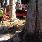 Local Resident Climbs Eucalyptus Tree Targeted for Removal by Coronado City Council (Updated)