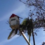 Over 800 Palm Trees Trimmed in Coronado