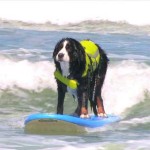 ROXY KING & The Surf Dogs:  “Summer Is Here”  – Coronado & Imperial Beach, CA