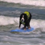 Surfing Dogs – Loews Coronado Bay Resort, California – HD Production by Surf’s Up Studios