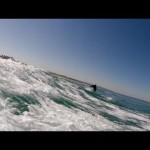 Surfing with Dolphins at Silver Strand State Beach in Coronado