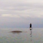 Whale Encounter on SUP at Silver Strand State Beach in Coronado