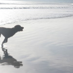 dog_beach