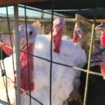 farm-fresh-turkeys