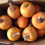 pumpkins farmers market