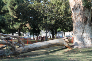 Seven-ton limb that fell suddenly and without warning from a tree Oct. 13. 