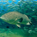 Grouper