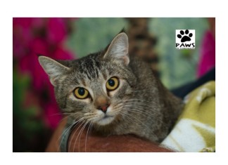 paws of coronado pet of the week skylar a brown tabby cat for adoption