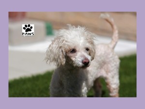 paws of coronado pet of the week dorothy a dog for adoption