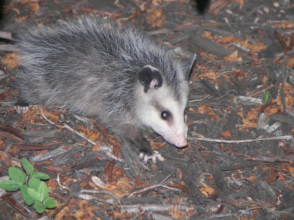 opossum-wikimedia
