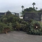 christmas tree recycling