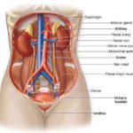 kidney-body