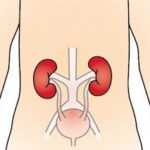 kidney image