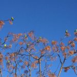 parrots Feb 13, 2017 by Therese Pallares