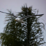 Photo Brian Lippe Coronado Cays Seagull