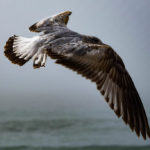 Coronado Cays Seagull Over Ocean Photo Brian Lippe