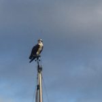 Cays-Osprey Photo-P.-Guinea