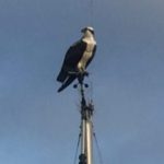 Cays Osprey on Boat Mast Photo P. Guinea