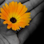 flower-in-the-hand