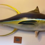 Javier Cevallos Yellowfin Tuna mounted on wall