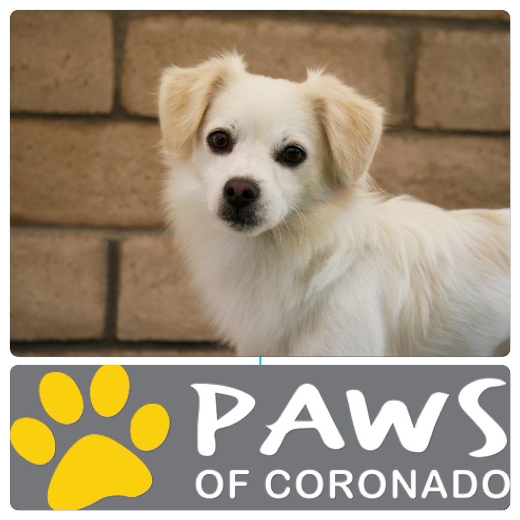 09.27.17 paws of coronado pet of the week logan a dog for adoption