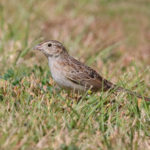 Cassin’s Sparrow