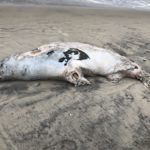 2017-10-31 dead seal on beach 1