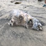 2017-10-31 dead seal on beach 2 carcass