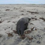 Dead or dying animals are washing up on SoCal beaches – NBC Los