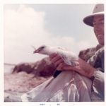 Dr. Monte Kirven, ca 1966, banding in San Diego Bay.