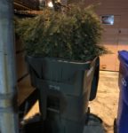 Christmas tree in green bin