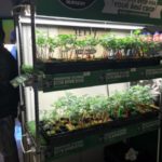 Marijuana plants for sale