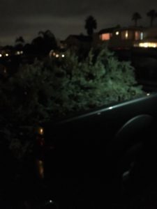 Christmas trees in truck
