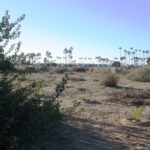 Gran Caribe Shoreline Park After Clearing and Planting