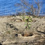 Gran Caribe Shoreline Park New Plant