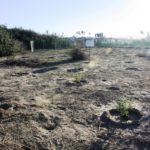 Gran Caribe Shoreline Park New Plants