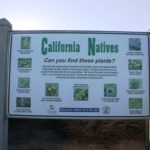 Grand Caribe Shoreline Park Native Plant Guide