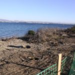 Grand Caribe Shorline Park Plantings