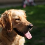 golden retreiver dog pexels