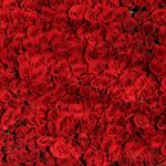 rose-roses-flowers-red-54320