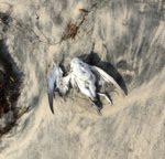 dead bird beach
