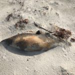 dead seal beach