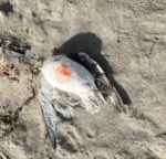 dead bird beach