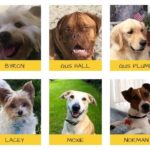 canine mayor canidates pics