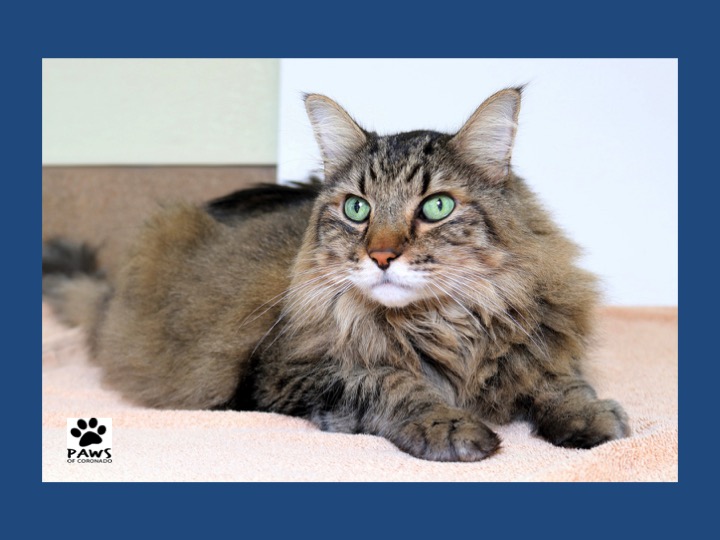 Pet of the Week | Tiger a Maine Coon Cat - Coronado Times