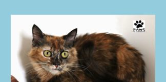 07.18.18 mimi a tortie cat for adoption is the pet of the week at paws of coronado